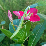 Vinca_Mantis